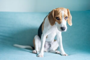 A dog feels ashamed after biting a person in Connecticut