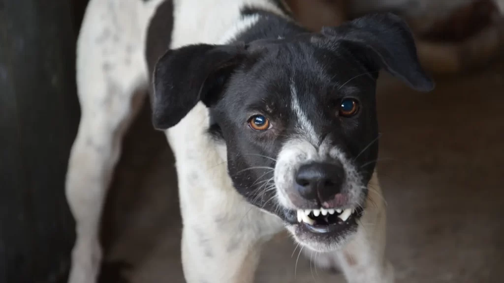 Aggressive black and white dog baring teeth